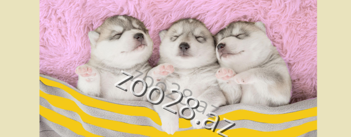 Yeni bala it evinizə gətirəndə nələrə diqqət etməlisiniz?